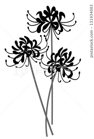 Simple Higan spider lilies 131934083