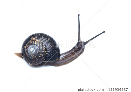 Usukawa Mai Mai 131934287