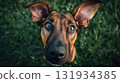 Brown dog with erect ears and wide open curious eyes looking at camera, playful portrait on green grass 131934385