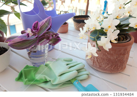 Blooming flowers in terracotta clay pots and gardening tools on balcony table. Nature and plant care at home. Space planning and interior design. Blooming flowers in terracotta clay pots and gardening tools on balcony table. Nature and plant care at home. Space planning and interior design. 131934484