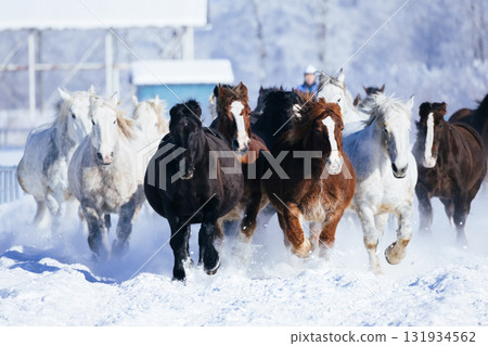 Herd of horses running in winter 131934562