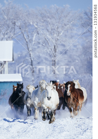 冬天奔跑的馬群 131934568