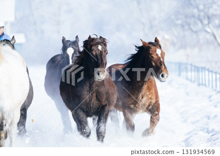 冬天奔跑的馬群 冬天奔跑的馬群 131934569