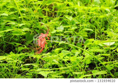 A striking contrast: the red and green of Kinchakuda A striking contrast: the red and green of Kinchakuda 131934610