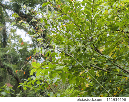 Autumn in Koajiro Forest on the Miura Peninsula 131934696