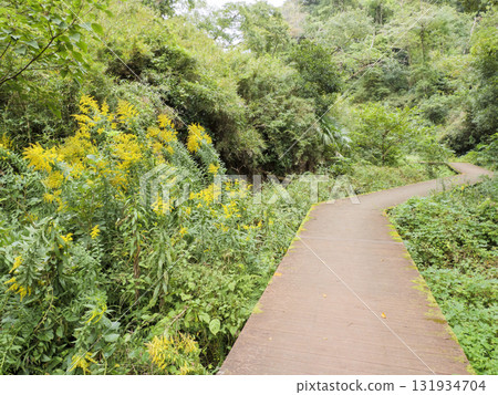 三浦半島小次郎森林的秋天 三浦半島小次郎森林的秋天 131934704