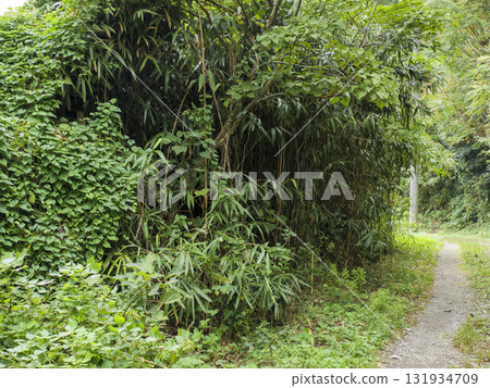 Autumn in Koajiro Forest on the Miura Peninsula Autumn in Koajiro Forest on the Miura Peninsula 131934709