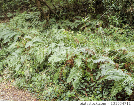 Autumn in Koajiro Forest on the Miura Peninsula Autumn in Koajiro Forest on the Miura Peninsula 131934711