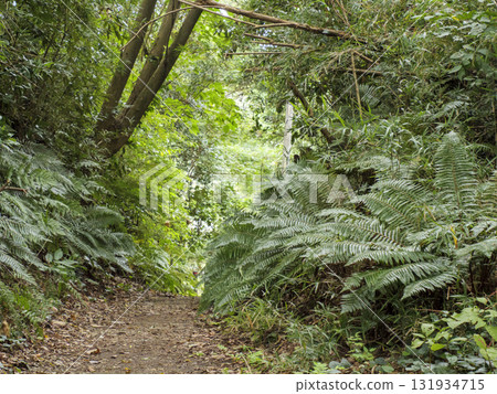 三浦半島小次郎森林的秋天 131934715