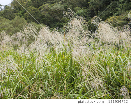 三浦半島小次郎森林的秋天 三浦半島小次郎森林的秋天 131934722