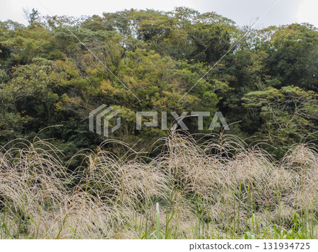 Autumn in Koajiro Forest on the Miura Peninsula Autumn in Koajiro Forest on the Miura Peninsula 131934725