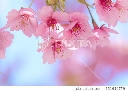 Beautiful Kawazu cherry tree Beautiful Kawazu cherry tree 131934759