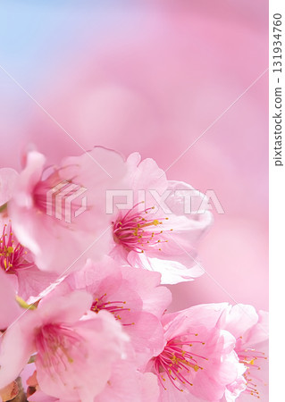 Kawazu cherry blossoms against the blue sky Kawazu cherry blossoms against the blue sky 131934760