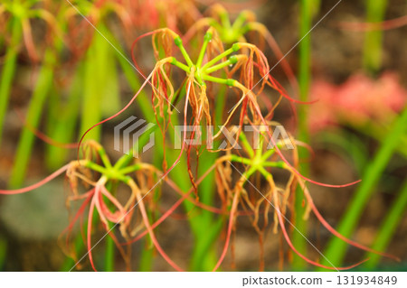 Late autumn: The nature of withered spider lilies and green stems Late autumn: The nature of withered spider lilies and green stems 131934849