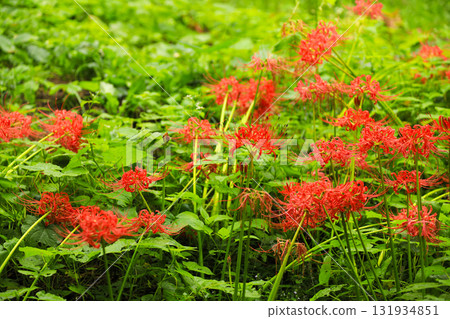 Deep crimson spider lilies: Light and green in Kinchakuda 131934851