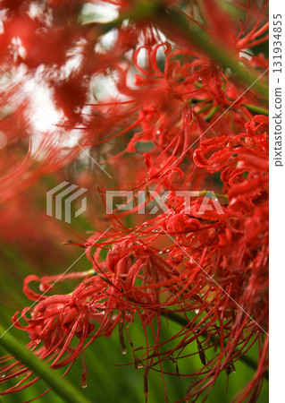 特寫：巾著田紅花的美麗細節 131934855