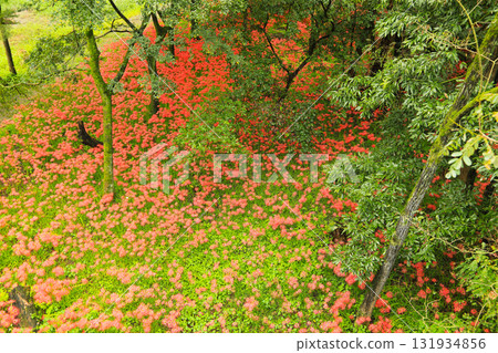 Red flowers in Kinchakuda: A close-up photo with a beautiful blurred background 131934856