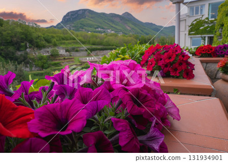 Blooming purple and red petunias in terracotta planters, lush green hills, terraced landscapes, and a white ivy covered building at sunset in Amalfi. Blooming purple and red petunias in terracotta planters, lush green hills, terraced landscapes, and a white ivy covered building at sunset in Amalfi. 131934901