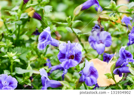 Torenia "Summer Mist" Torenia "Summer Mist" 131934902