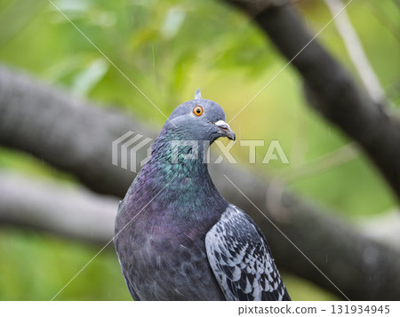 The curiosity of a pigeon tilting its head The curiosity of a pigeon tilting its head 131934945