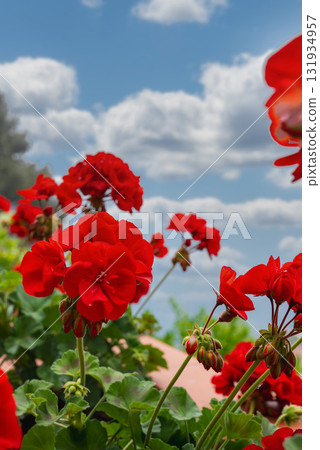 Vibrant red geraniums with lush green leaves under a blue sky, set against a blurred view of the Tyrrhenian Sea in the Amalfi region. 131934957
