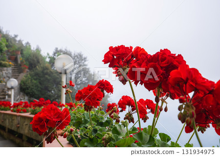 Vibrant red geraniums line a wooden railing with spherical lamp posts, lush greenery, and a misty backdrop in Amalfi, Italy. Vibrant red geraniums line a wooden railing with spherical lamp posts, lush greenery, and a misty backdrop in Amalfi, Italy. 131934975