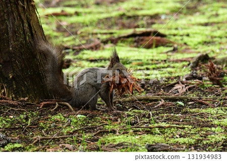 A Hokkaido squirrel on the ground holding a rolled nesting material in its mouth A Hokkaido squirrel on the ground holding a rolled nesting material in its mouth 131934983