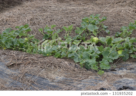 Vitality Yellow Gourd Single-Growing 131935202