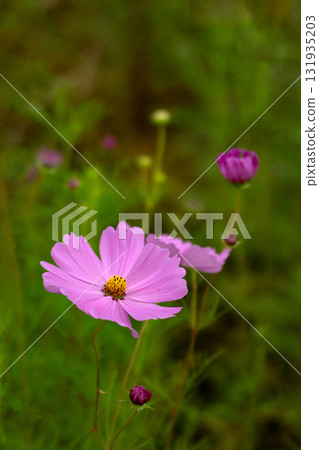 波斯菊花特寫鏡頭 131935203