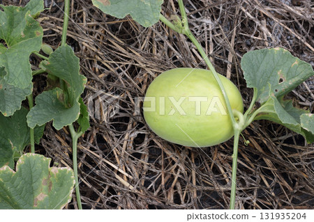 活力黃葫蘆單株栽培 活力黃葫蘆單株栽培 131935204