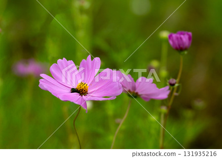Cosmos flower close-up Cosmos flower close-up 131935216