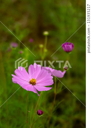 波斯菊花特寫鏡頭 波斯菊花特寫鏡頭 131935217