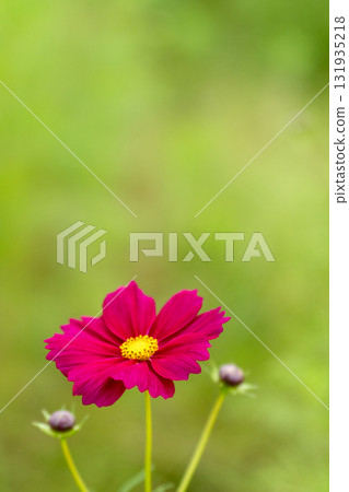 波斯菊花特寫鏡頭 波斯菊花特寫鏡頭 131935218