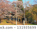 Funajima Inari Daimyojin Shrine, with its grounds covered in cherry blossoms 131935699