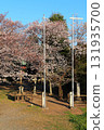 Funajima Inari Daimyojin Shrine, with its grounds covered in cherry blossoms 131935700