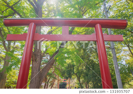 綠意、陽光和鳥居[長野縣] 131935707