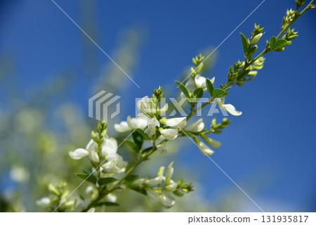 白色的萩花 白色的萩花 131935817