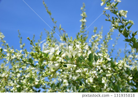 White-colored Hagi flowers 131935818