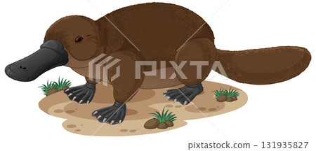 Australian Platypus Standing on Riverbank Vector Illustration 131935827