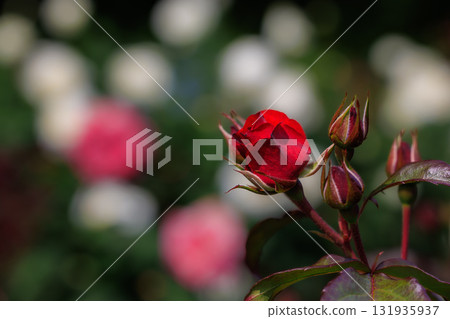[Ishikawa Prefecture] Crimson roses at Kanazawa Minami General Athletic Park 131935937