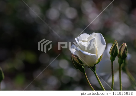 【石川縣】金澤南綜合運動公園的純白玫瑰 131935938