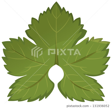 Vector Illustration of Fresh Green Parsley Leaf Cluster 131936052