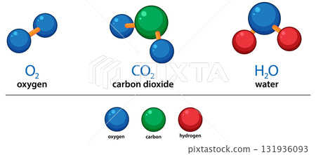 Vector Illustration of Oxygen, Carbon Dioxide, and Water Molecules 131936093