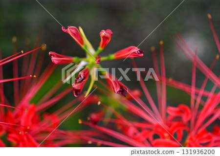 Red spider lily blooming 131936200
