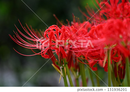 Red spider lily blooming 131936201