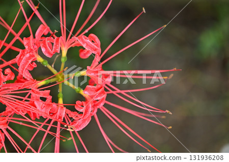 Red spider lily blooming 131936208