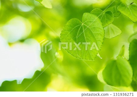 燦爛的嫩葉沐浴在陽光下 131936271