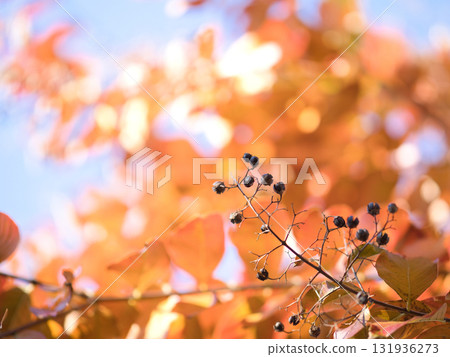 紫薇與秋葉 紫薇與秋葉 131936273