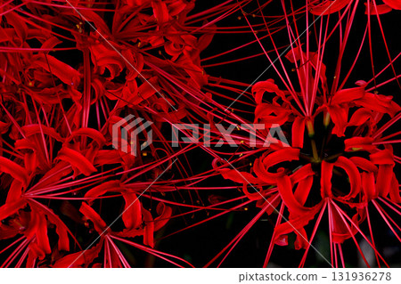 Red spider lily blooming 131936278