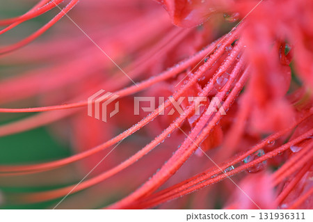 Red spider lily blooming Red spider lily blooming 131936311